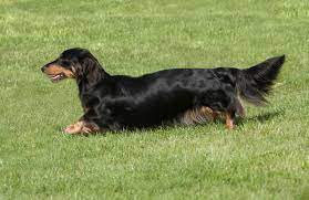 Long coat dachshund