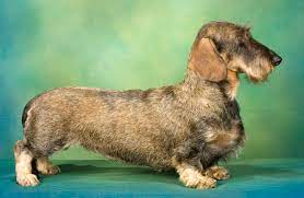 Wire coat dachshund